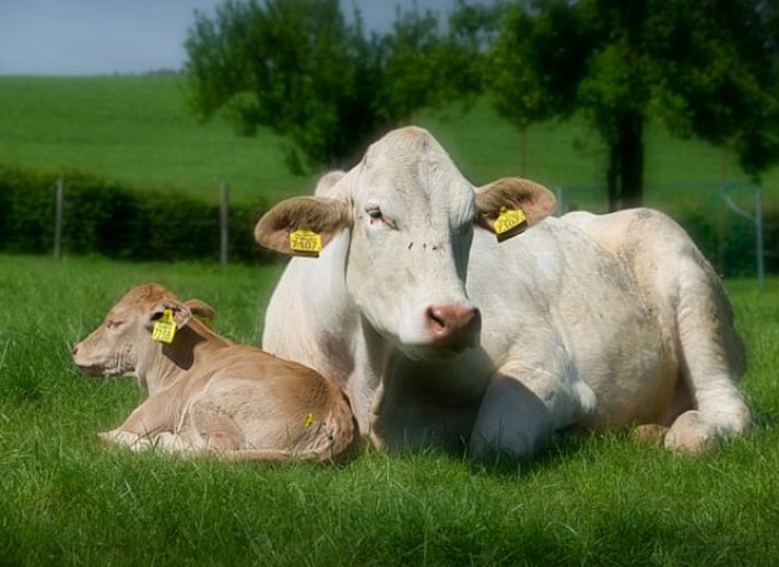 Unterkunft 391628 - Ferienhaus Zuid Limburg - Vakantiehuis in Epen