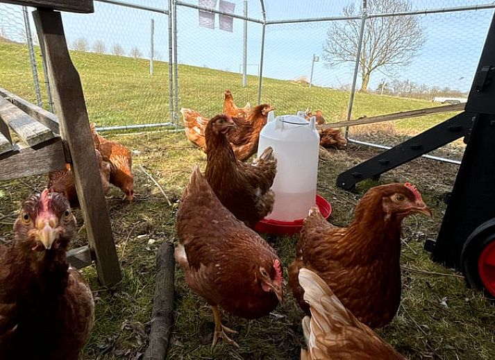 Enjoy a rustic dining experience at Holiday Home in Epen, South Limburg. Relax in the cozy interior with a view of nature.