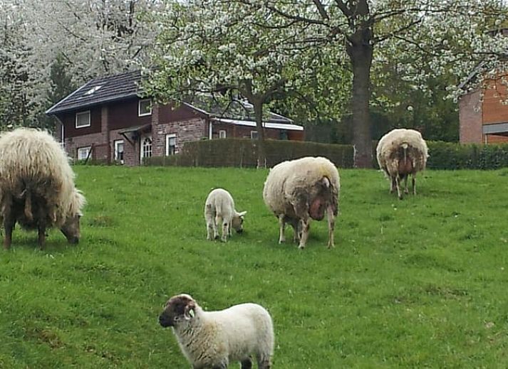 Geniessen Sie die Terrasse des Ferienhauses in Vijlen, das im gruenen Suedlimburg liegt.