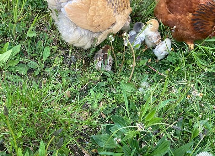 Unterkunft 393302 - Ferienhaus Zuid Limburg - Vakantiehuisje in Heerlen