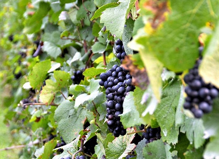 Gezellige slaapkamer in Huize 'de hommert' Hoensbroek, vakantiehuis in Zuid Limburg met natuurlijk licht en comfortabele inrichting.