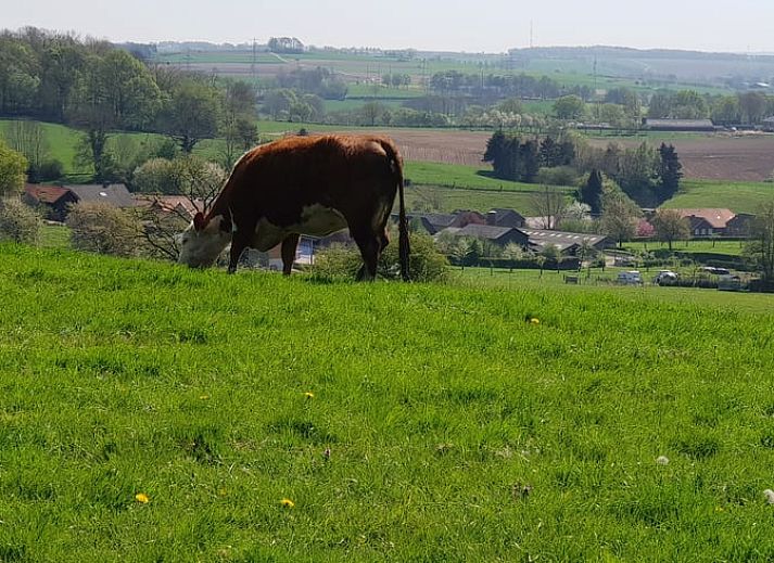 Eethoek in Huisje in Valkenburg aan de Geul, vakantiehuis in Zuid Limburg, met houten tafel en moderne stoelen.
