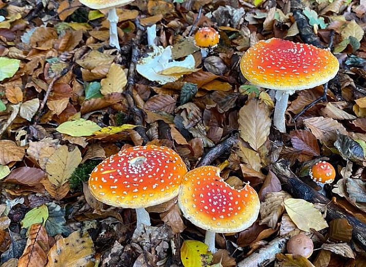 Verken de herfstpaden rondom Huisje in Mook, een idyllisch vakantiehuis in Zuid Limburg, perfect voor natuurliefhebbers.