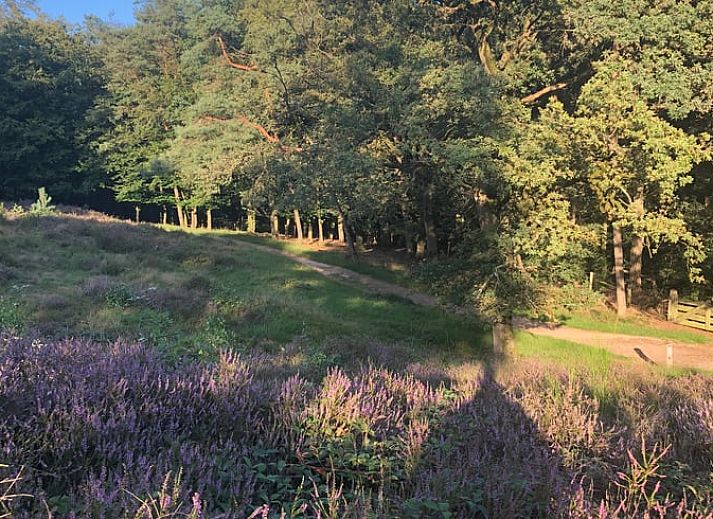 Geniet van de serene heidevelden bij Huisje in Mook, een charmante vakantiewoning in Zuid Limburg, omgeven door prachtige natuur.