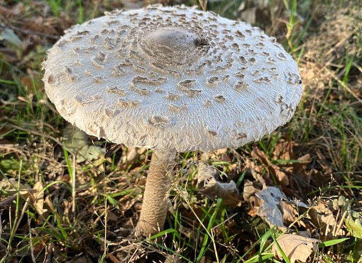 Sfeervolle slaapkamer in Huisje in Mook, Zuid Limburg, met kleurrijke decoraties voor een knusse vakantiewoning ervaring.