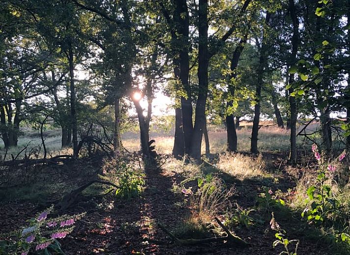 Ontdek de kleurrijke paddenstoelen in de bossen rond Huisje in Mook, een betoverend vakantiehuis in Zuid Limburg.