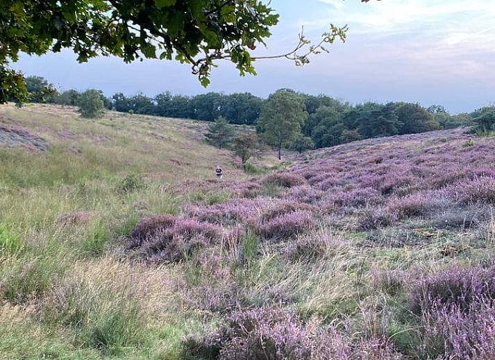 Ontdek de kleurrijke paddenstoelen in de bossen rond Huisje in Mook, een betoverend vakantiehuis in Zuid Limburg.