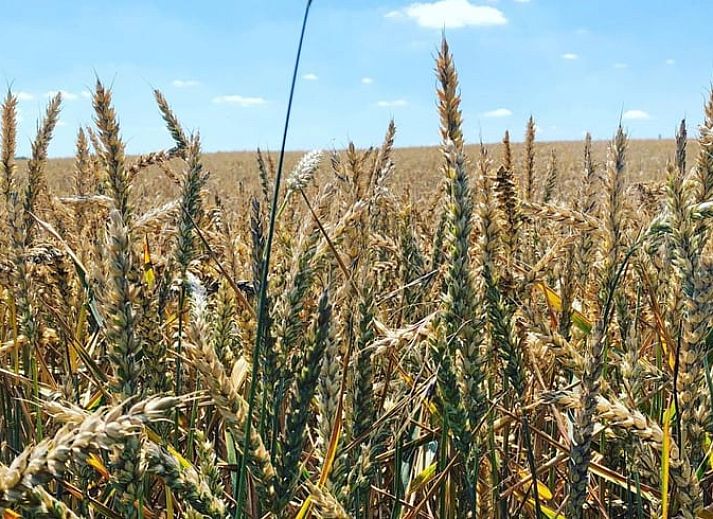 Gezellige eetruimte in Vakantiehuisje in Scheulder, Zuid Limburg, met rieten stoelen.