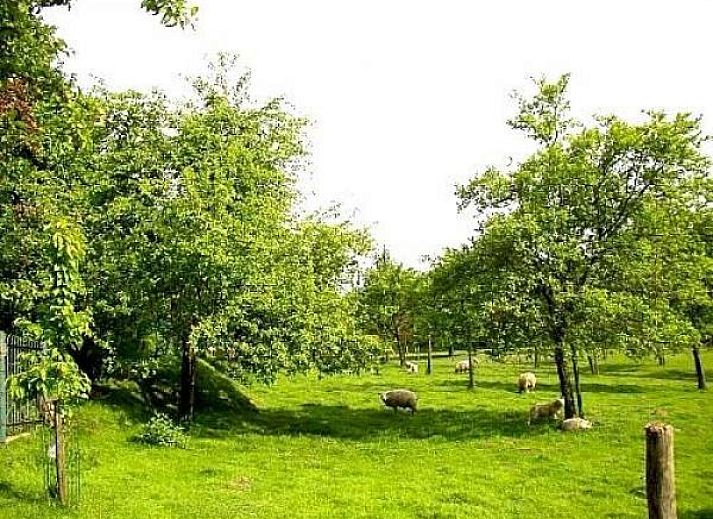 Unterkunft 397007 - Ferienhaus Zuid Limburg - L023