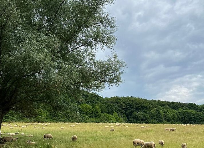 Cozy dining room in vacation home in Beutenaken, South Limburg, with attractive decorations and modern kitchen facilities.