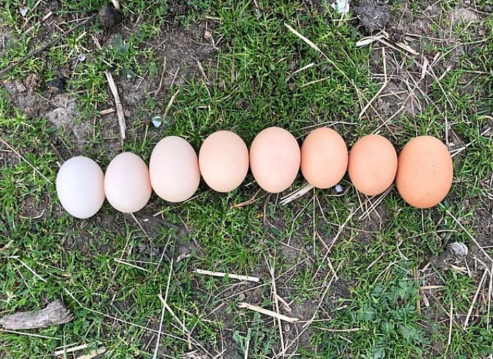 Blick aus dem Schlafzimmer des Ferienhauses in Sibbe auf die gruene Umgebung in Suedlimburg, Limburg.
