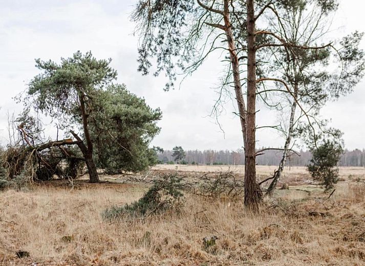 Guest house 400215 - Bungalow De Peel - Bospark 't Wolfsven 7