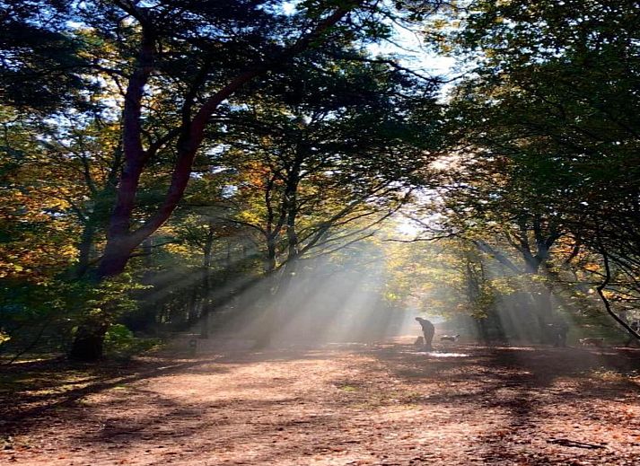 Verblijf 400222 - Chalet De Peel - Bospark 't Wolfsven 9