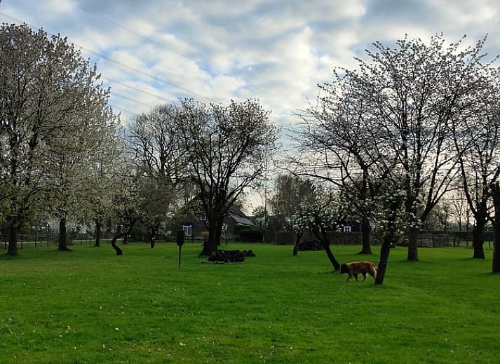 Geniet van de zonnige binnenplaats van Vakantiehuis in Mierlo, De Peel, Noord Brabant.