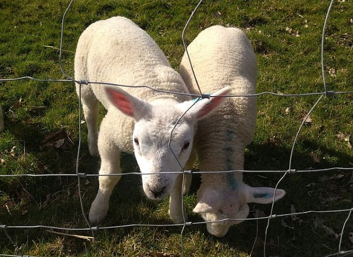 Rustieke buitenkant van Vakantiehuis in Mierlo, De Peel, Noord Brabant met schaduwrijke boom.