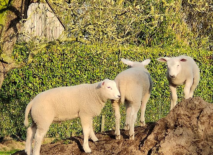 Rustieke buitenkant van Vakantiehuis in Mierlo, De Peel, Noord Brabant met schaduwrijke boom.