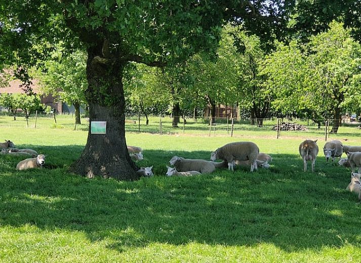 Rustieke buitenkant van Vakantiehuis in Mierlo, De Peel, Noord Brabant met schaduwrijke boom.