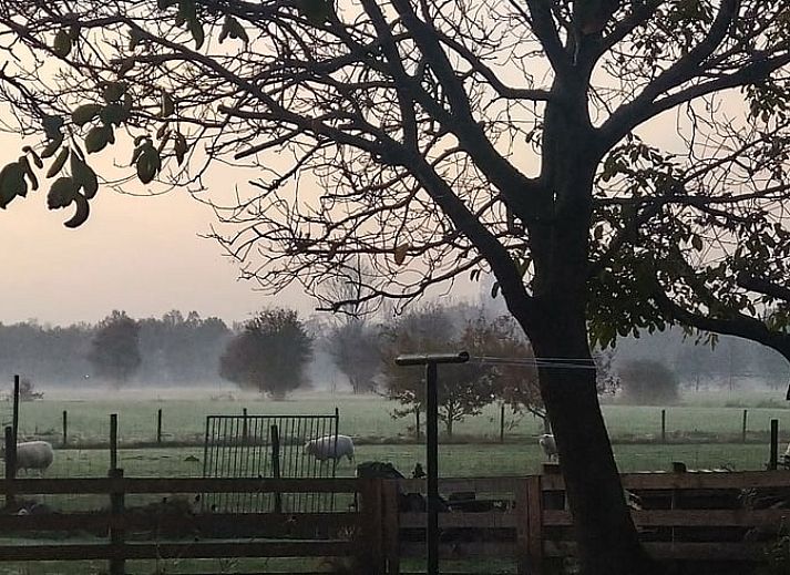 Rustieke buitenkant van Vakantiehuis in Mierlo, De Peel, Noord Brabant met schaduwrijke boom.