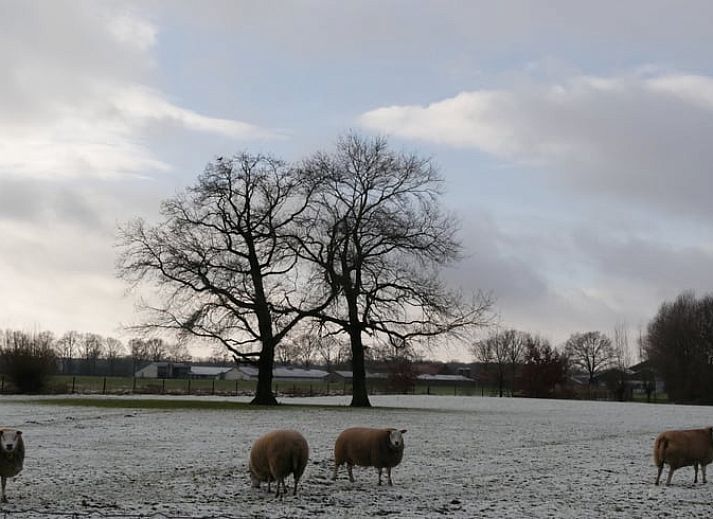 Rustieke buitenkant van Vakantiehuis in Mierlo, De Peel, Noord Brabant met schaduwrijke boom.
