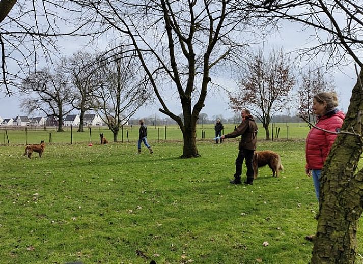Kleurrijke bloemen in de tuin van Vakantiehuis in Mierlo, De Peel, Noord Brabant.