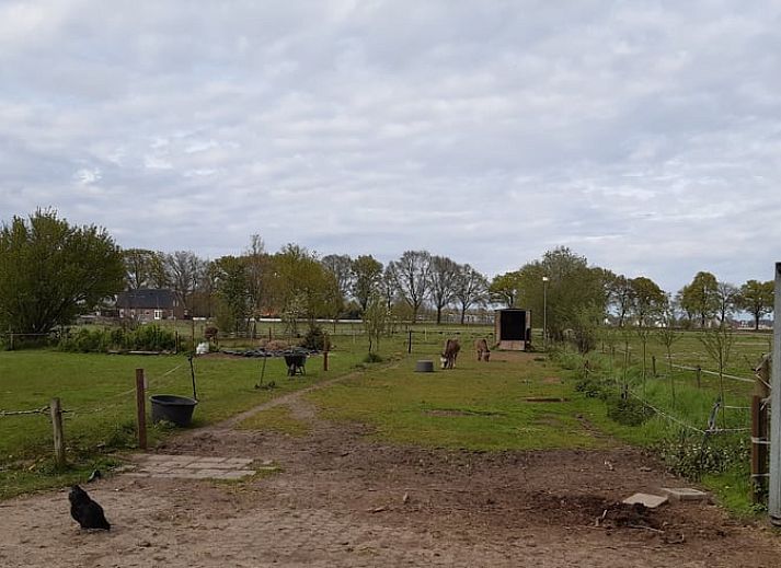 Uitzicht vanuit Vakantiehuisje in Aarle-Rixtel, Noord Brabant, op groene weides en paarden.