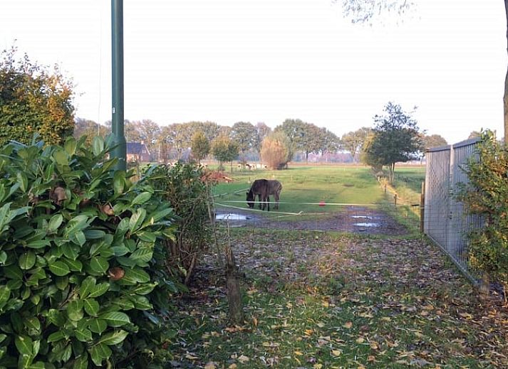 Uitzicht vanuit Vakantiehuisje in Aarle-Rixtel, Noord Brabant, op groene weides en paarden.