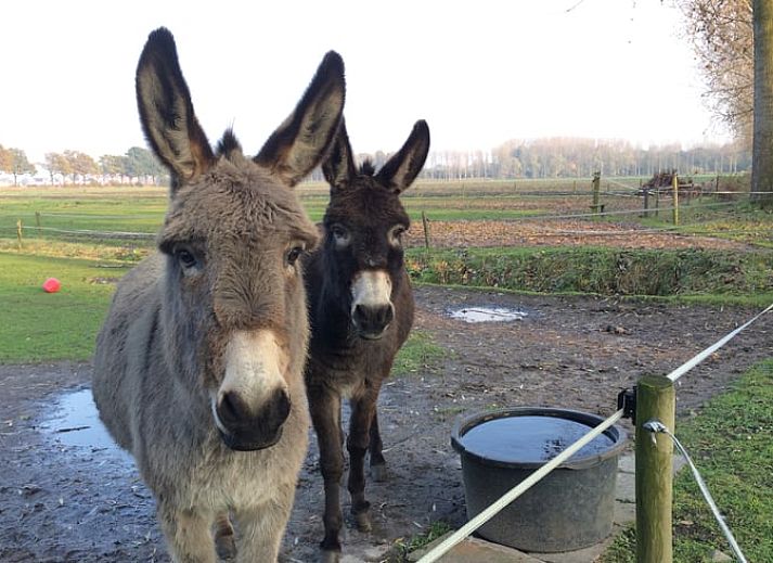 Sfeervolle slaapkamer in Vakantiehuisje in Aarle-Rixtel, De Peel, met comfortabel tweepersoonsbed.