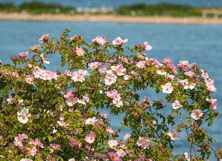 Unterkunft 401002 - Ferienhaus De Peel - Huisje in Gassel