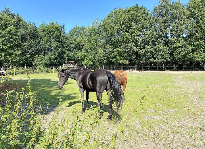 Eingang zum Pipowagen het Oventje in Zeeland, De Peel, Nordbrabant mit Glasmalereien.