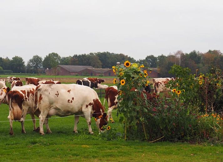 Gezellige slaapruimte met stapelbedden in Huisje in Deurne, De Peel, Noord Brabant