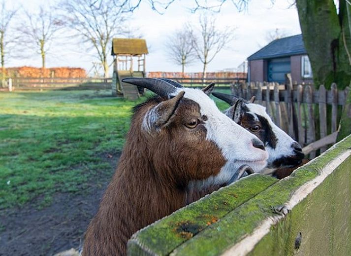 Attraktives Schlafzimmer im Ferienhaus in Deurne, gelegen in De Peel, Nordbrabant.