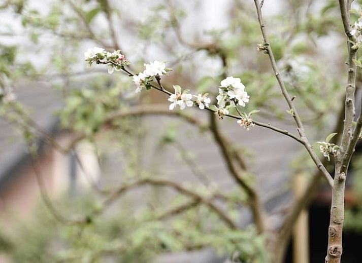Unterkunft 410203 - Ferienhaus Kempen - Huisje in Valkenswaard