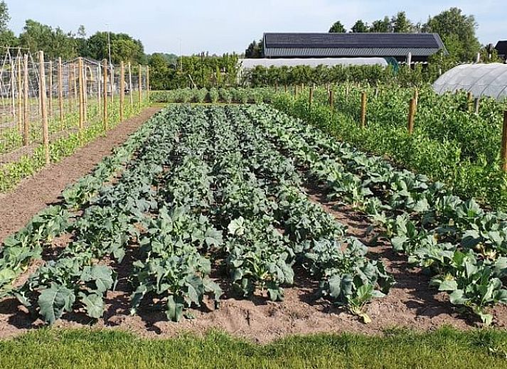 Unterkunft 410209 - Ferienhaus Kempen - Huisje in Valkenswaard