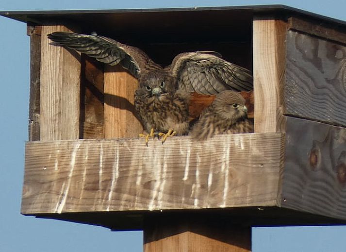 Unterkunft 410209 - Ferienhaus Kempen - Huisje in Valkenswaard