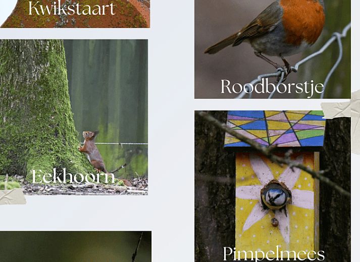 Guest house 410407 - Holiday property Kempen - Vakantiehuisje in Lage Mierde