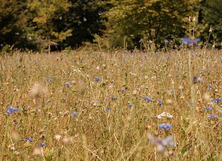 Moderne Kueche in Cottage in Bergeijk, einem Ferienhaus in den Kempen, Nordbrabant, mit stilvoller Einrichtung und Blick auf die Natur.