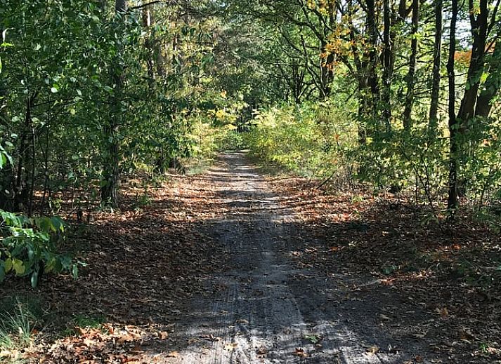 Natuurlijke zwemvijver in de tuin van Huisje in Baarle-Nassau, vakantiehuis in Noord Brabant.