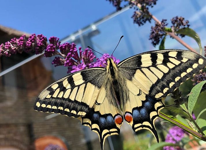Charming vacation home in Baarle-Nassau surrounded by green nature and rustic charm in North Brabant.