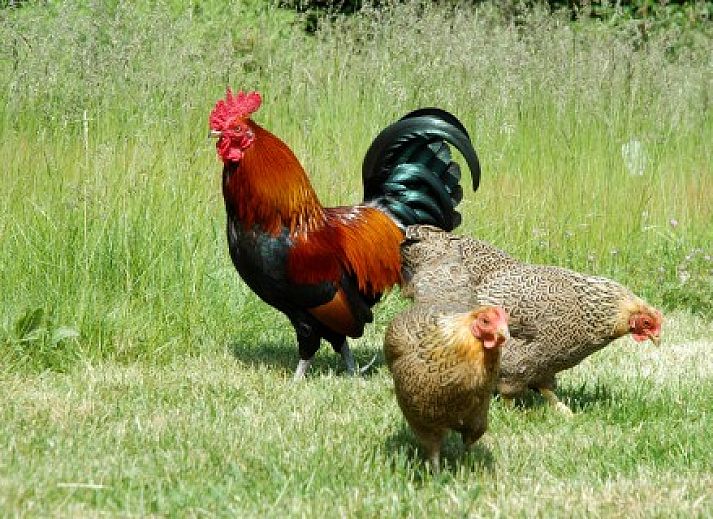 Gezellige woonkamer in De Kipmulder vakantiehuis, Bladel, Kempen. Comfortabele zitruimte met landelijke charme in Noord Brabant.