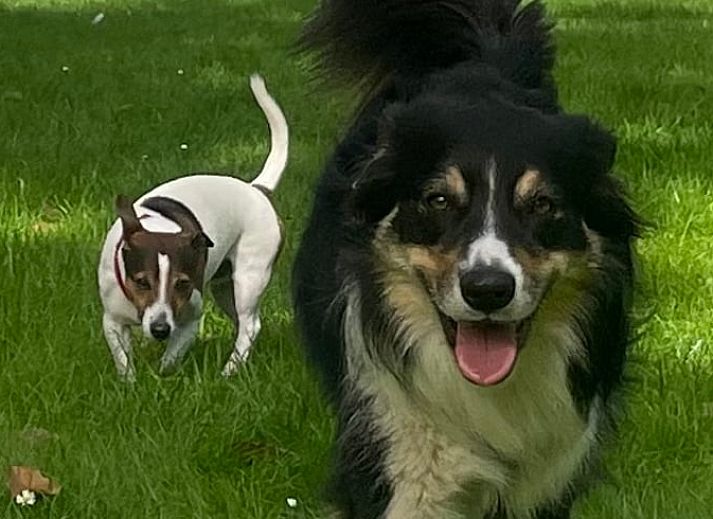 Unterkunft 411613 - Ferienhaus Kempen - Vakantiehuis in Bladel