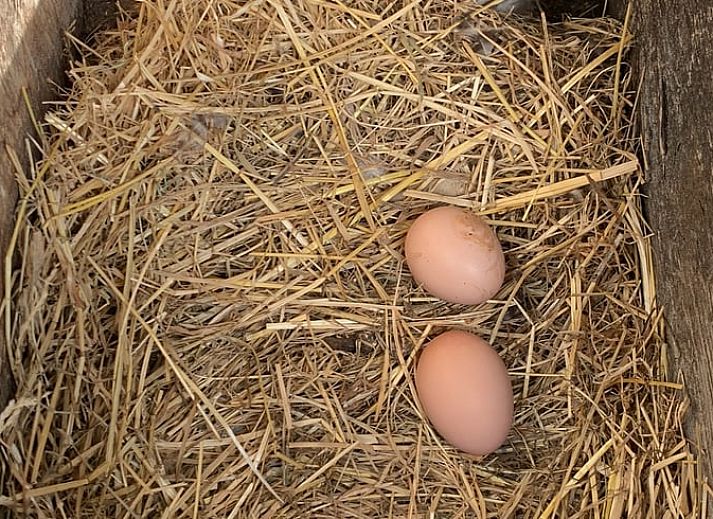 Unterkunft 411613 - Ferienhaus Kempen - Vakantiehuis in Bladel