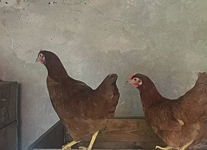 Unterkunft 411613 - Ferienhaus Kempen - Vakantiehuis in Bladel