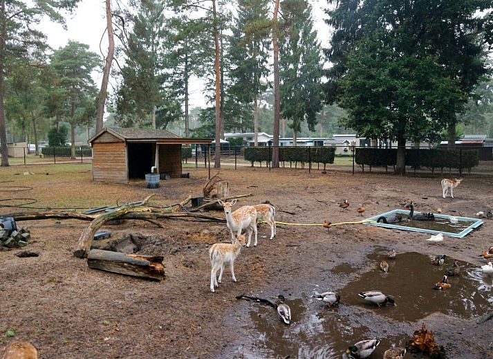 Unterkunft 412006 - Zelthaus Kempen - Safaritent 4