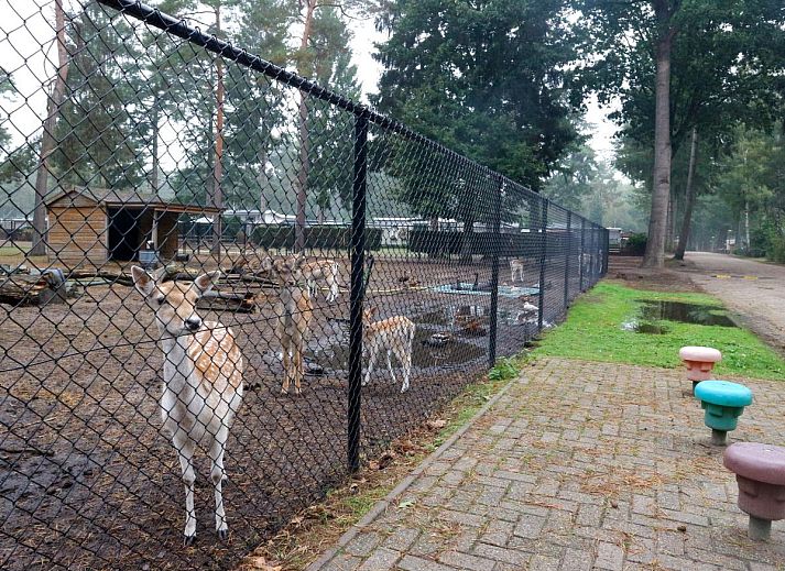 Unterkunft 412006 - Zelthaus Kempen - Safaritent 4