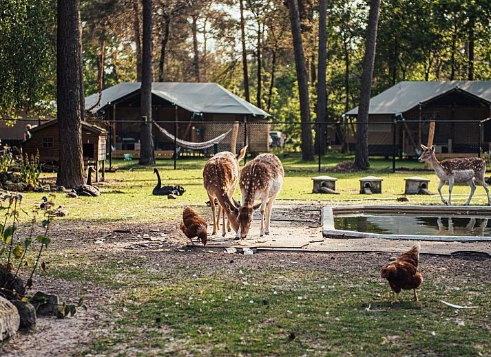 Geniet van het zwembadplezier bij Timber-Lodge, een chalet in Vessem, Kempen, Noord Brabant, omgeven door prachtige natuur.