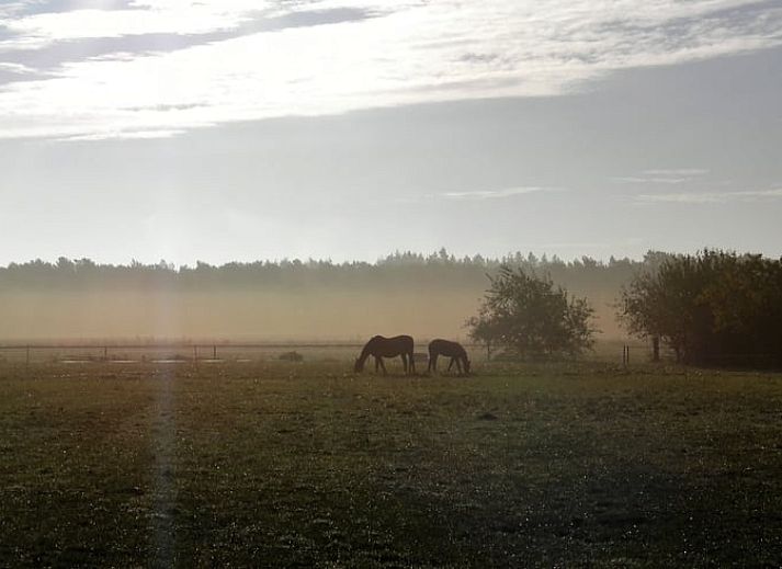 Gezellige omgeving van Huisje in Luyksgestel, vakantiehuis in Kempen.