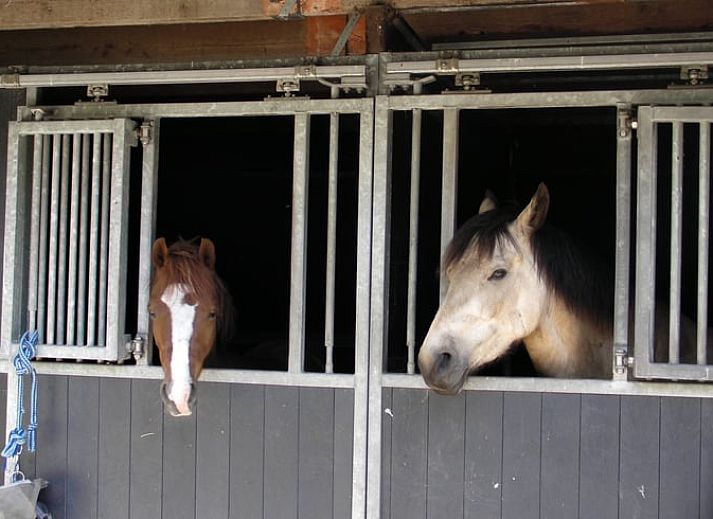 Gezellige omgeving van Huisje in Luyksgestel, vakantiehuis in Kempen.