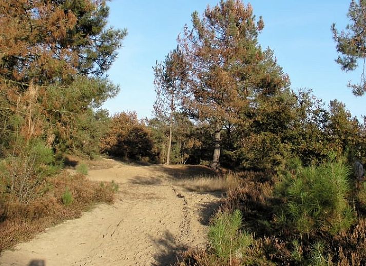 Schaduwrijke oprijlaan naar Huisje in Luyksgestel, vakantieaccommodatie in Noord Brabant.