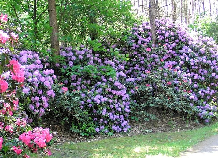 Terras met zitgelegenheid bij Vakantiehuisje in Luyksgestel, perfect voor buiten dineren.