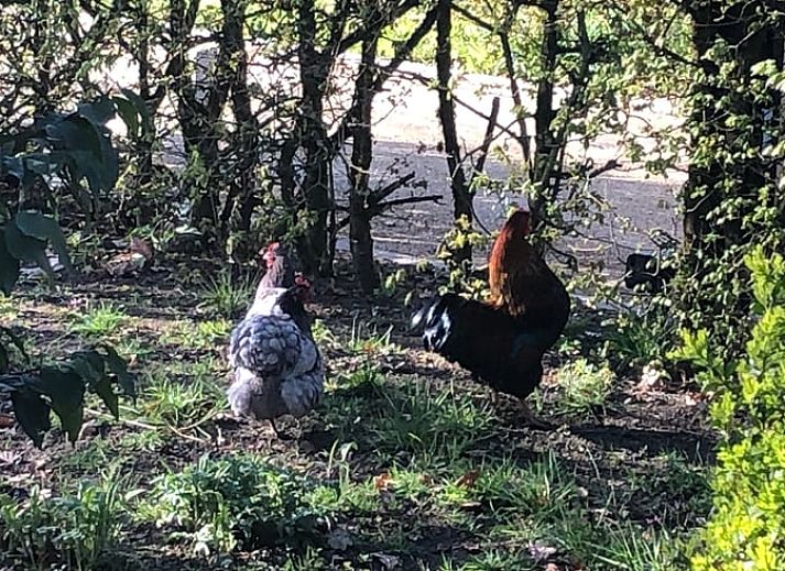 Einzigartiges Logo des Ferienhauses in Riethoven, Kempen, Nordbrabant.